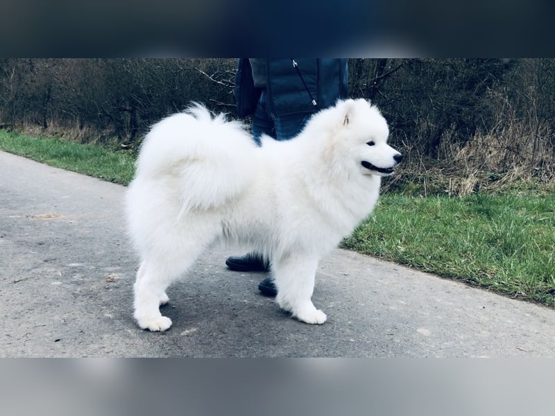Samojede Deckrüde