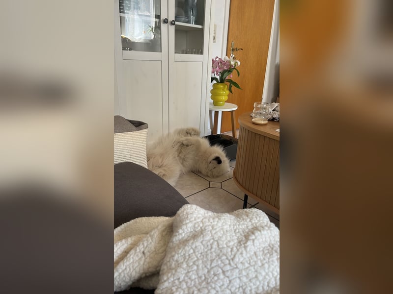 Reinrassiger lieber Samojede sucht Zuhause