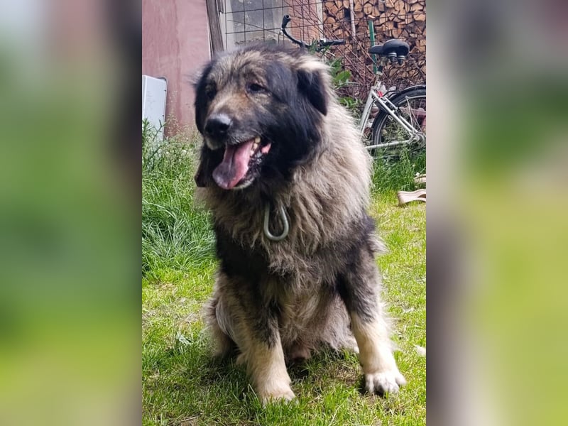 Medo ❤️ treuer, lieber, großer Kuschelbär