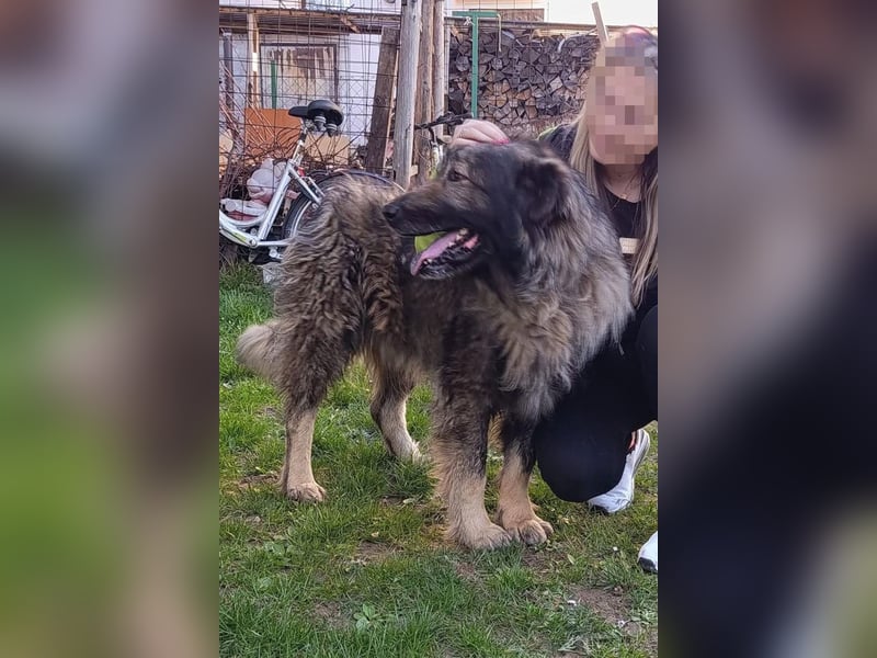 Medo ❤️ treuer, lieber, großer Kuschelbär