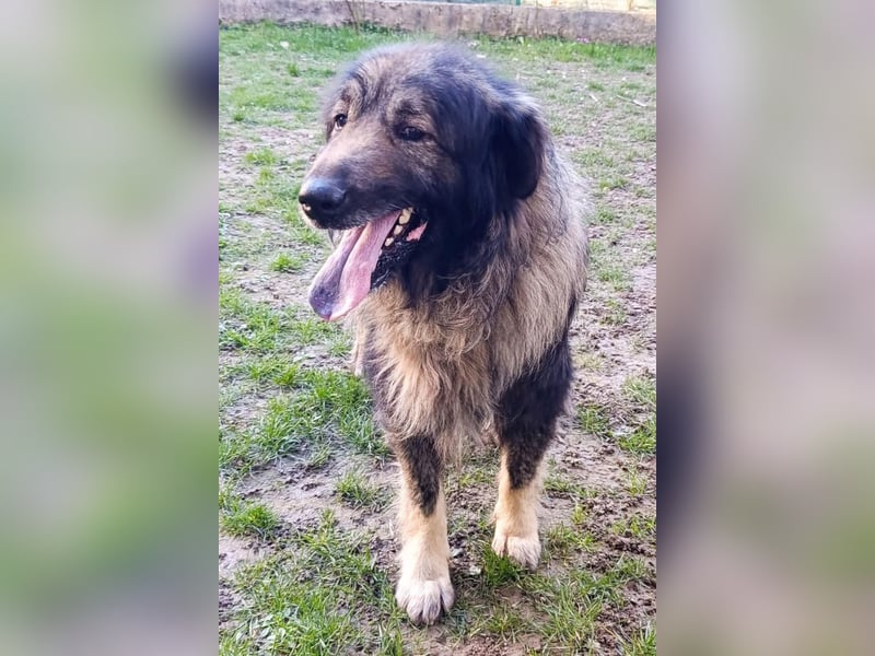 Medo ❤️ treuer, lieber, großer Kuschelbär