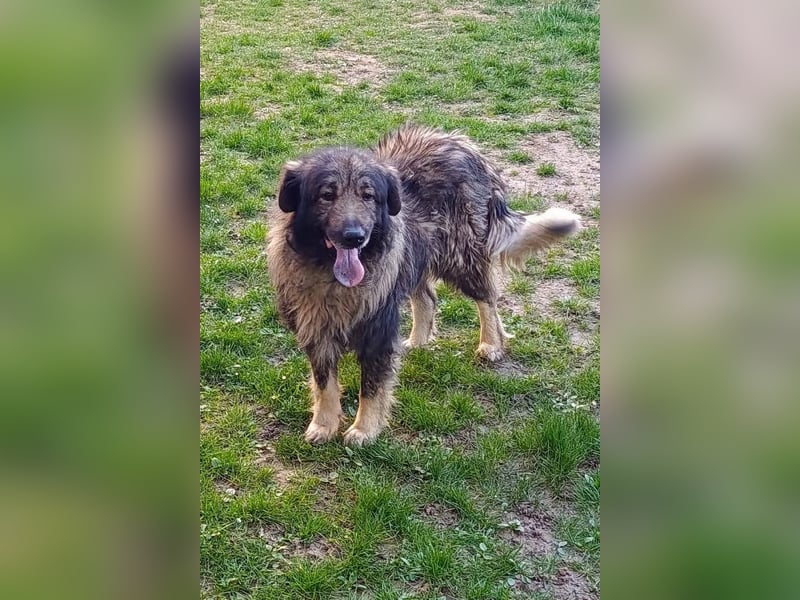 Medo ❤️ treuer, lieber, großer Kuschelbär