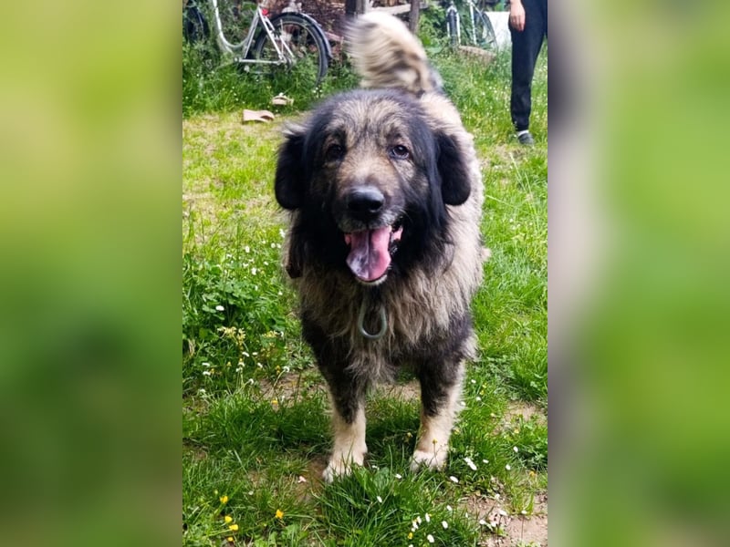 Medo ❤️ treuer, lieber, großer Kuschelbär