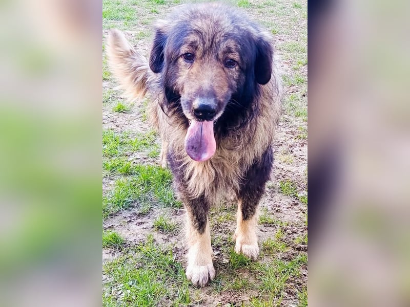 Medo ❤️ treuer, lieber, großer Kuschelbär