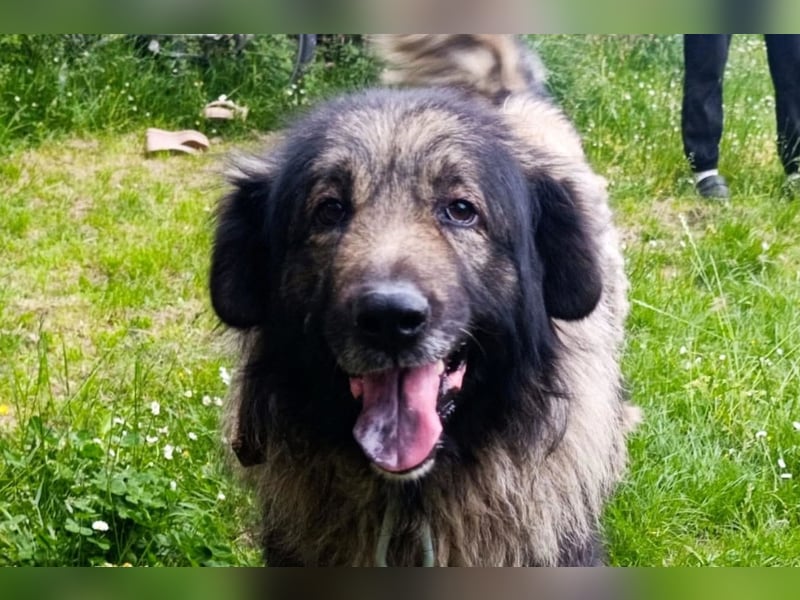 Medo ❤️ treuer, lieber, großer Kuschelbär