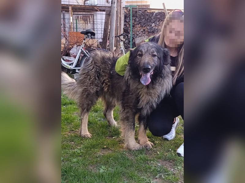 Medo ❤️ treuer, lieber, großer Kuschelbär