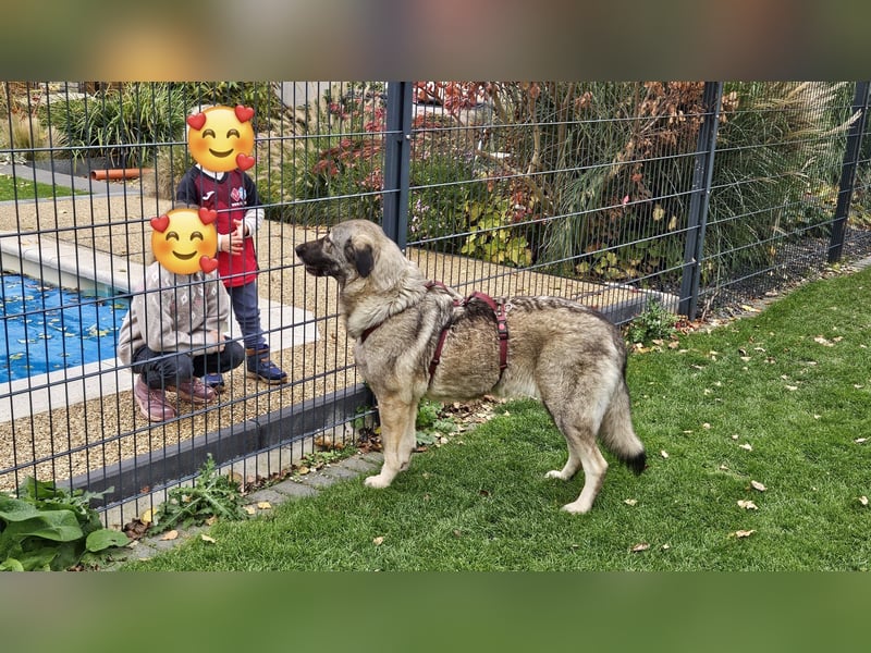 große freundliche Sarplaninac Mischlings-Hündin Sarka sucht ein Zuhause große freundliche Sarplaninac Mischlings-Hündin Sarka sucht ein Zuhause