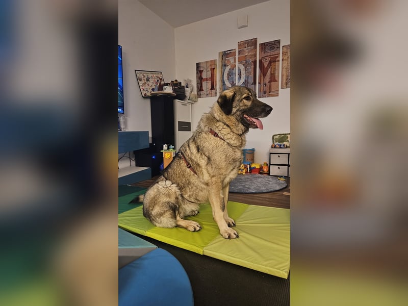 große freundliche Sarplaninac Mischlings-Hündin Sarka sucht ein Zuhause große freundliche Sarplaninac Mischlings-Hündin Sarka sucht ein Zuhause