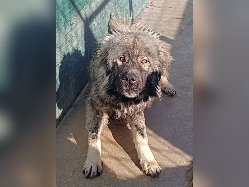 großer Herdenschutzhund Sarplaninac Niro sucht ein Zuhause