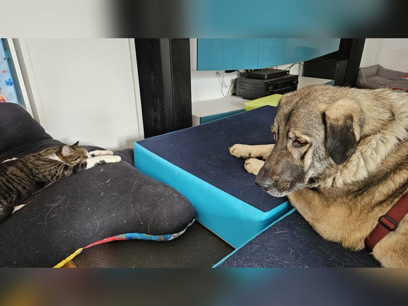 große freundliche Sarplaninac Mischlings-Hündin Sarka sucht ein Zuhause große freundliche Sarplaninac Mischlings-Hündin Sarka sucht ein Zuhause