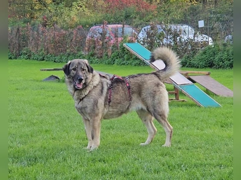 große freundliche Sarplaninac Mischlings-Hündin Sarka sucht ein Zuhause große freundliche Sarplaninac Mischlings-Hündin Sarka sucht ein Zuhause
