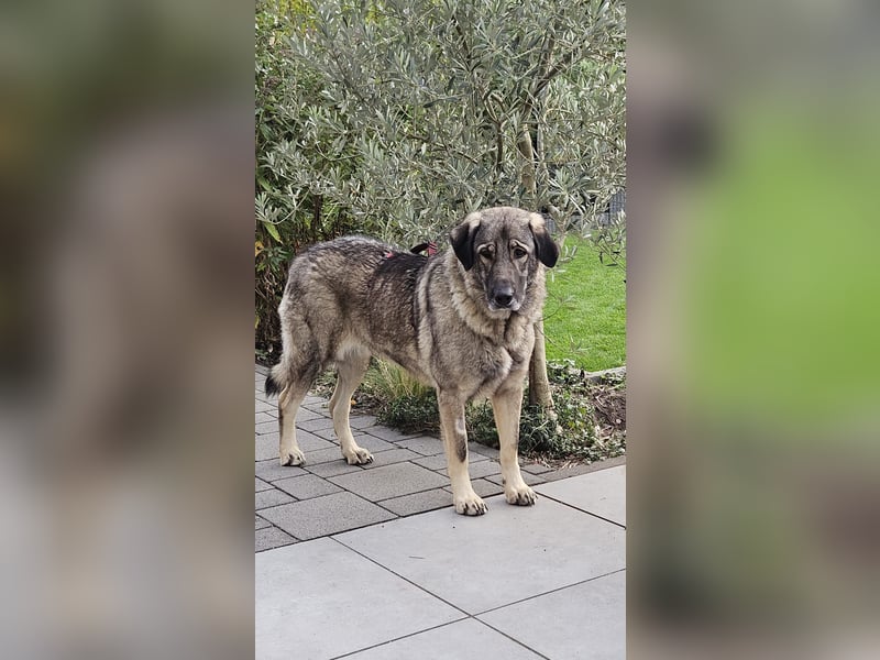 große freundliche Sarplaninac Mischlings-Hündin Sarka sucht ein Zuhause große freundliche Sarplaninac Mischlings-Hündin Sarka sucht ein Zuhause