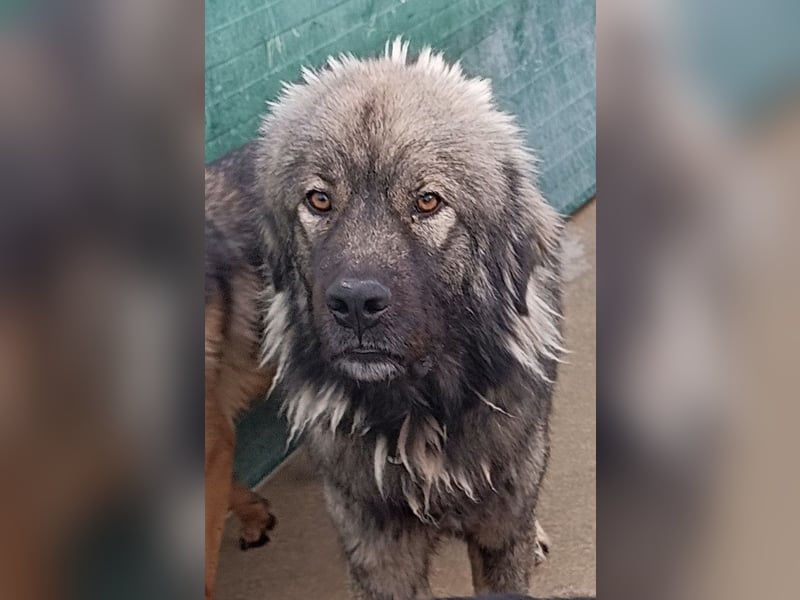 großer Herdenschutzhund Sarplaninac Niro sucht ein Zuhause