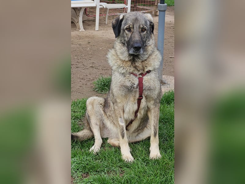 große freundliche Sarplaninac Mischlings-Hündin Sarka sucht ein Zuhause große freundliche Sarplaninac Mischlings-Hündin Sarka sucht ein Zuhause