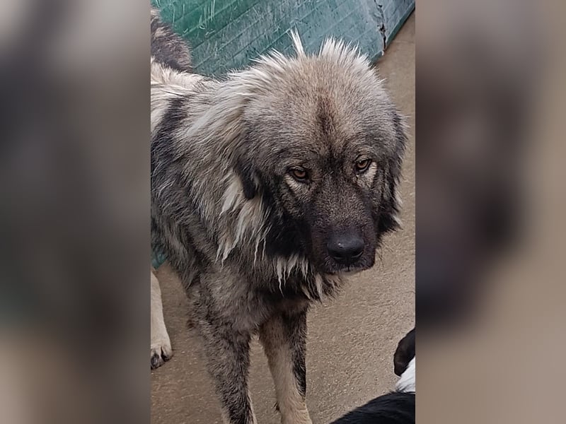 großer Herdenschutzhund Sarplaninac Niro sucht ein Zuhause