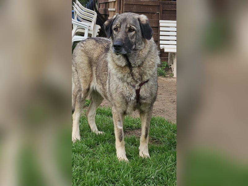 große freundliche Sarplaninac Mischlings-Hündin Sarka sucht ein Zuhause große freundliche Sarplaninac Mischlings-Hündin Sarka sucht ein Zuhause