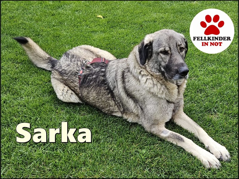 große freundliche Sarplaninac Mischlings-Hündin Sarka sucht ein Zuhause große freundliche Sarplaninac Mischlings-Hündin Sarka sucht ein Zuhause