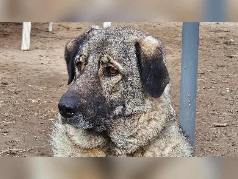 große freundliche Sarplaninac Mischlings-Hündin Sarka sucht ein Zuhause große freundliche Sarplaninac Mischlings-Hündin Sarka sucht ein Zuhause