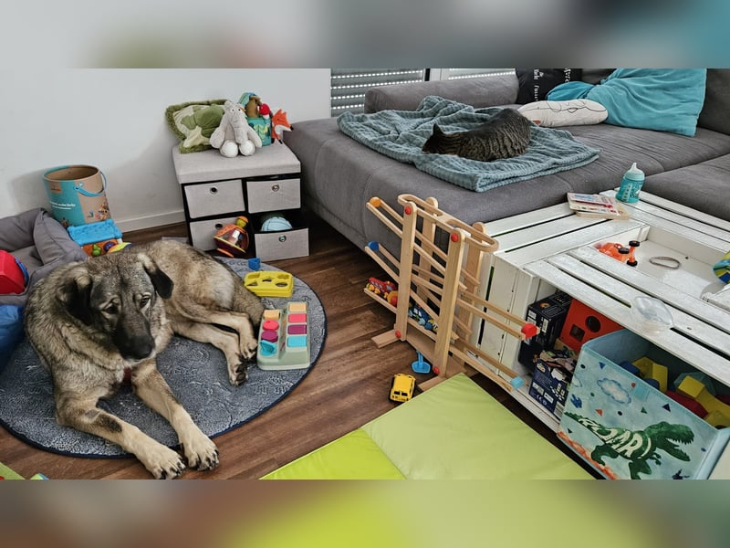 große freundliche Sarplaninac Mischlings-Hündin Sarka sucht ein Zuhause große freundliche Sarplaninac Mischlings-Hündin Sarka sucht ein Zuhause