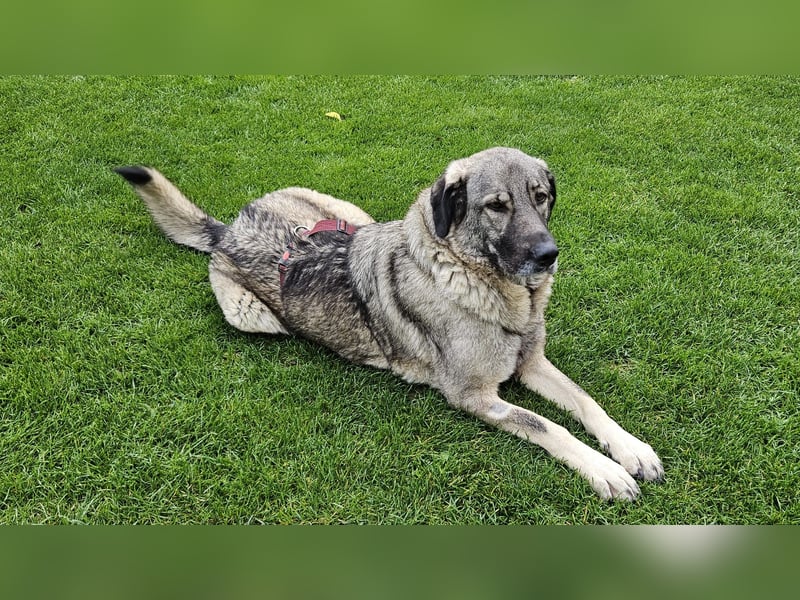 große freundliche Sarplaninac Mischlings-Hündin Sarka sucht ein Zuhause große freundliche Sarplaninac Mischlings-Hündin Sarka sucht ein Zuhause