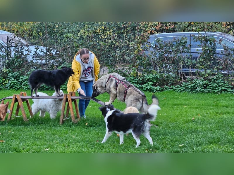 große freundliche Sarplaninac Mischlings-Hündin Sarka sucht ein Zuhause große freundliche Sarplaninac Mischlings-Hündin Sarka sucht ein Zuhause