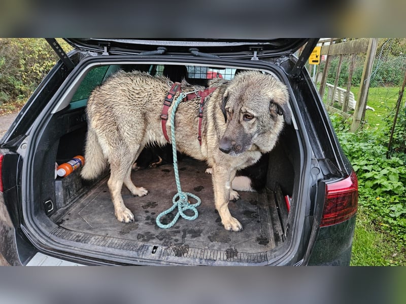 große freundliche Sarplaninac Mischlings-Hündin Sarka sucht ein Zuhause große freundliche Sarplaninac Mischlings-Hündin Sarka sucht ein Zuhause