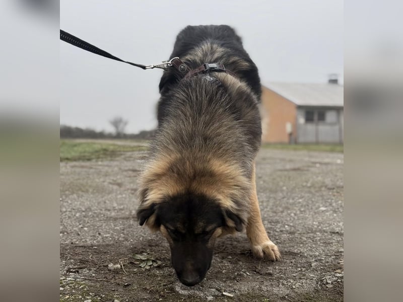 Nemar ein großer wundervoller Rüde