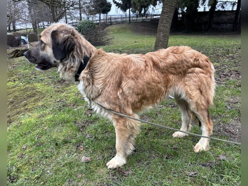 Rosie eine Schönheit