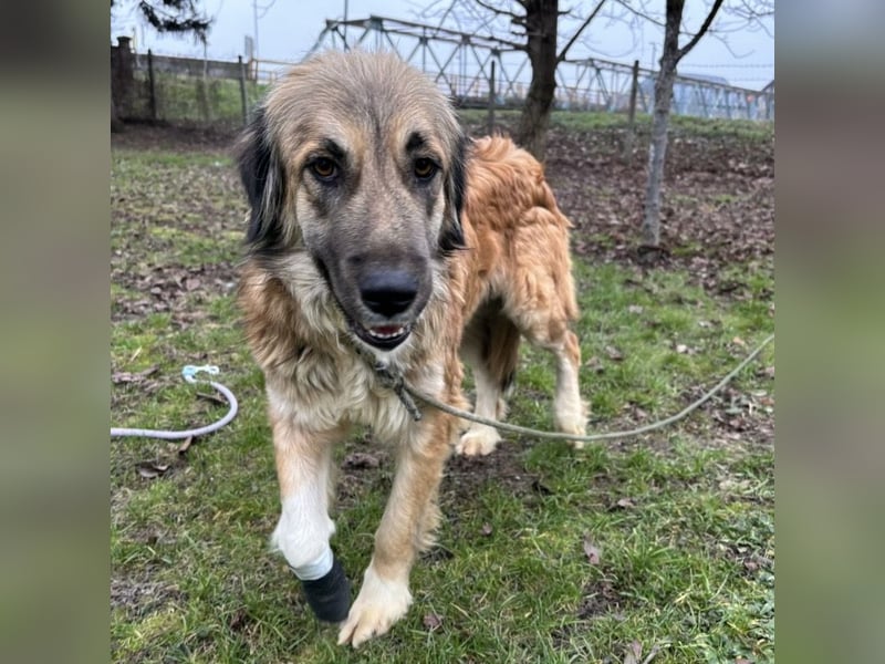 Rosie eine Schönheit