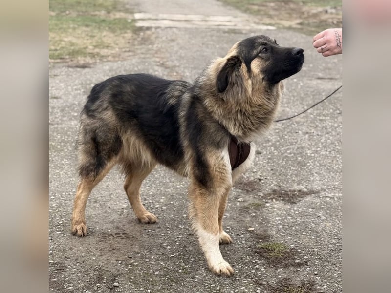Nemar ein großer wundervoller Rüde