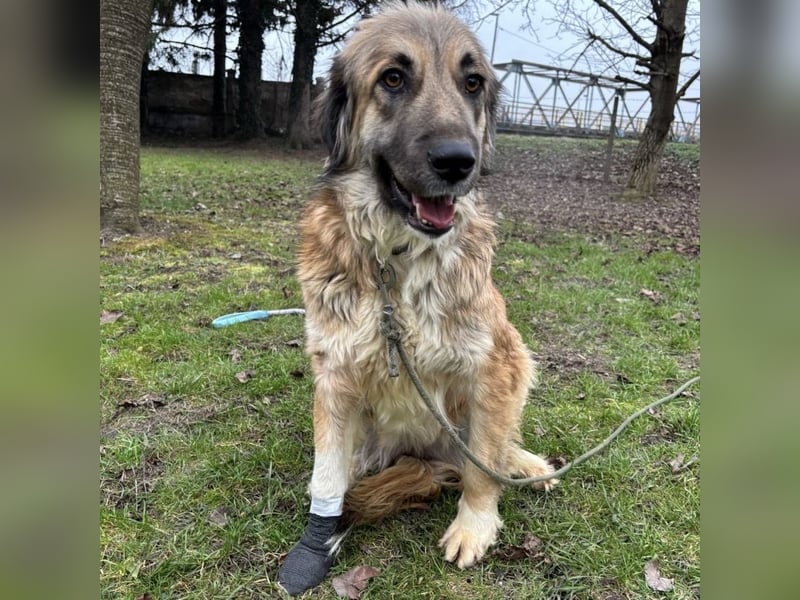 Rosie eine Schönheit