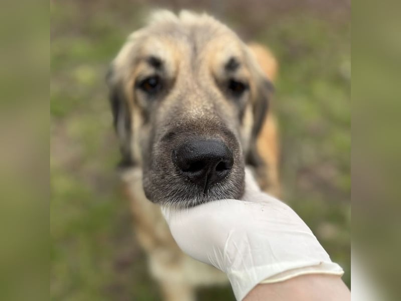 Rosie eine Schönheit