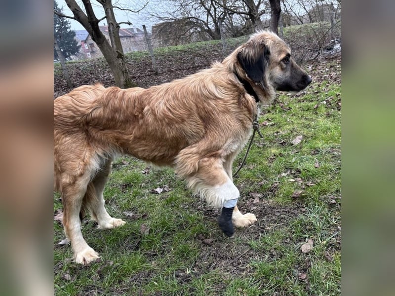 Rosie eine Schönheit