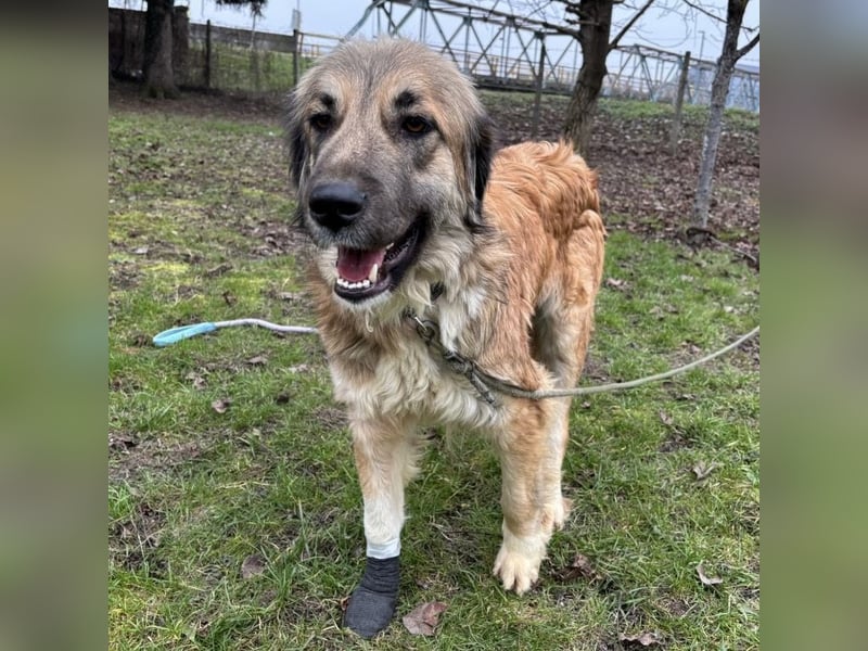 Rosie eine Schönheit