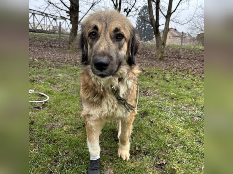 Rosie eine Schönheit