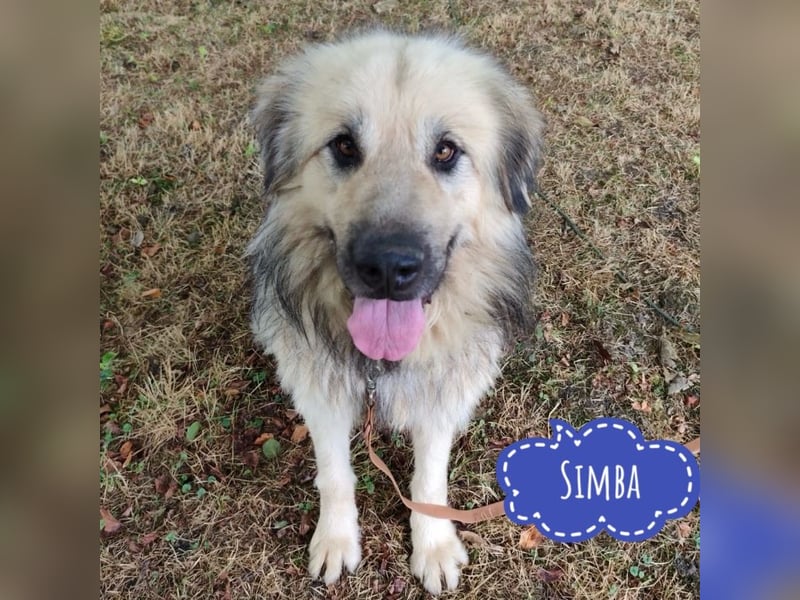 Simba ein imposanter Kerl