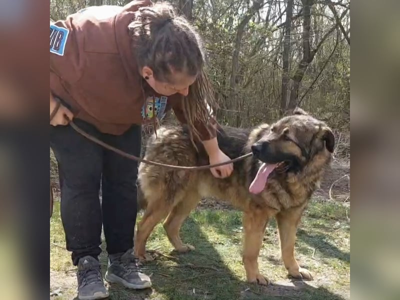 Bison ein Kampfschmuser