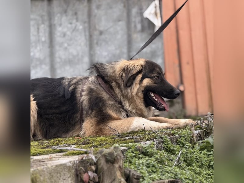 Nemar ein großer wundervoller Rüde