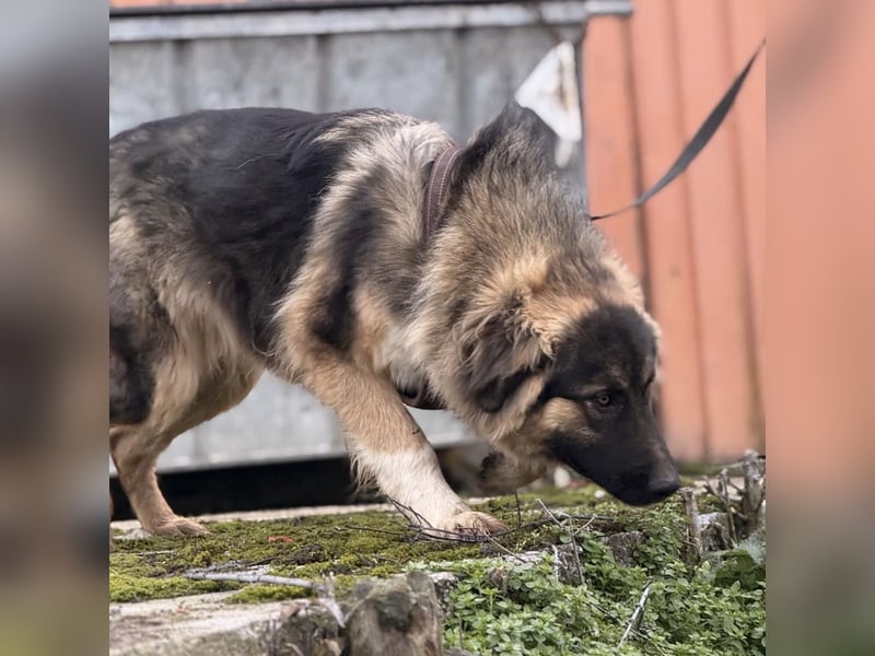 Nemar ein großer wundervoller Rüde