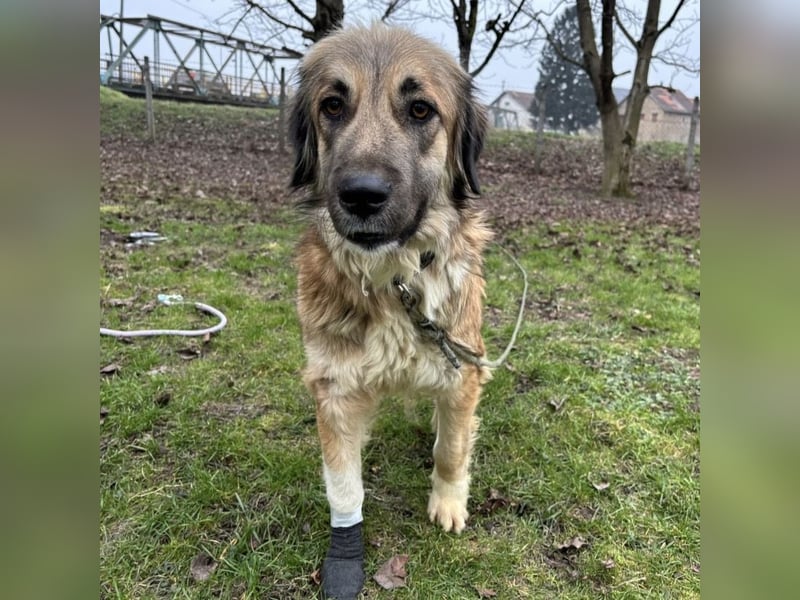 Rosie eine Schönheit