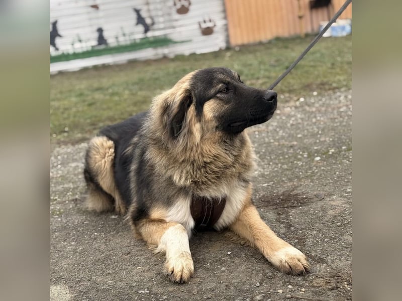 Nemar ein großer wundervoller Rüde