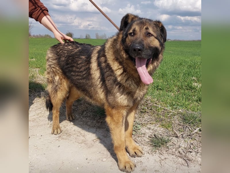 Bison ein Kampfschmuser