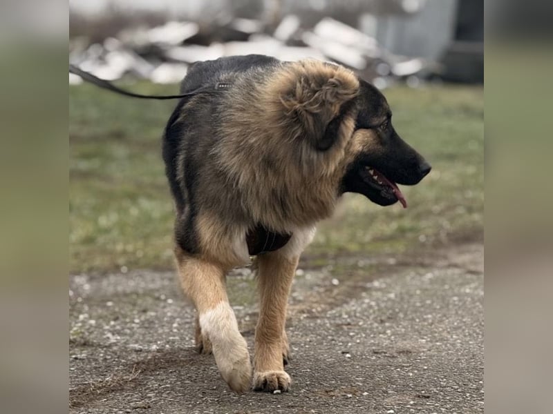Nemar ein großer wundervoller Rüde