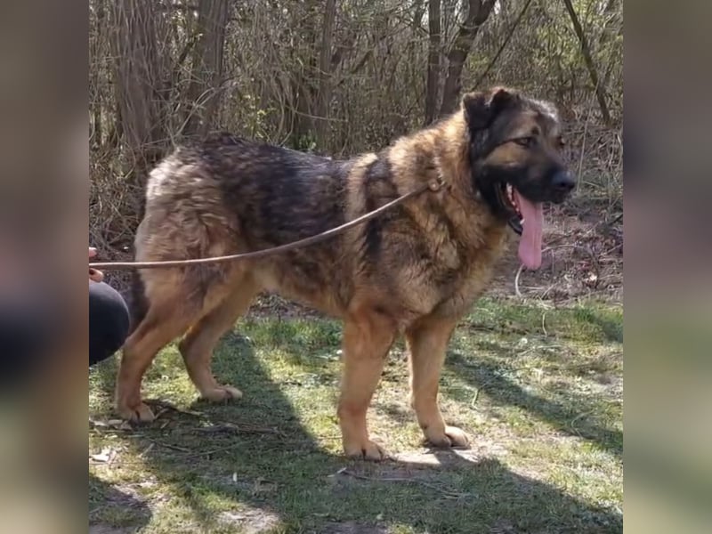 Bison ein Kampfschmuser