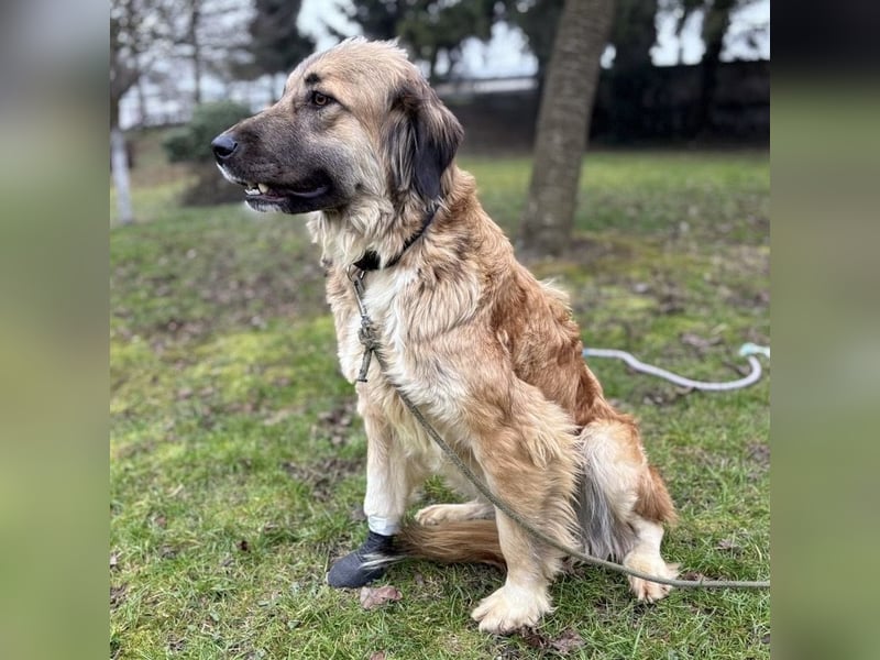 Rosie eine Schönheit