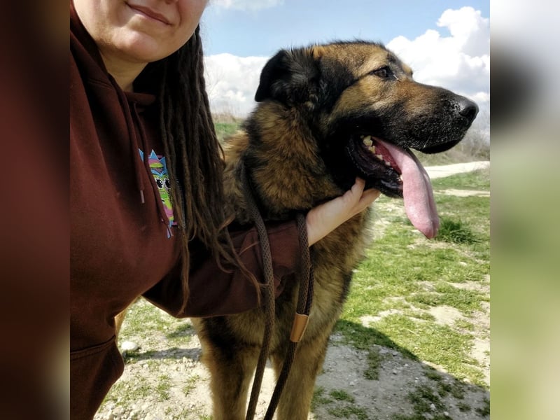 Bison ein Kampfschmuser