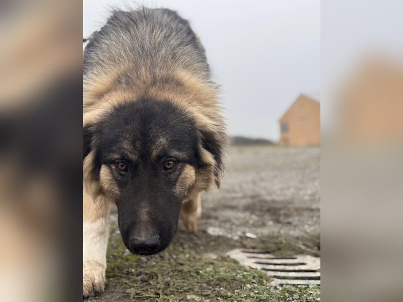 Nemar ein großer wundervoller Rüde