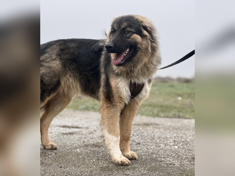 Nemar ein großer wundervoller Rüde