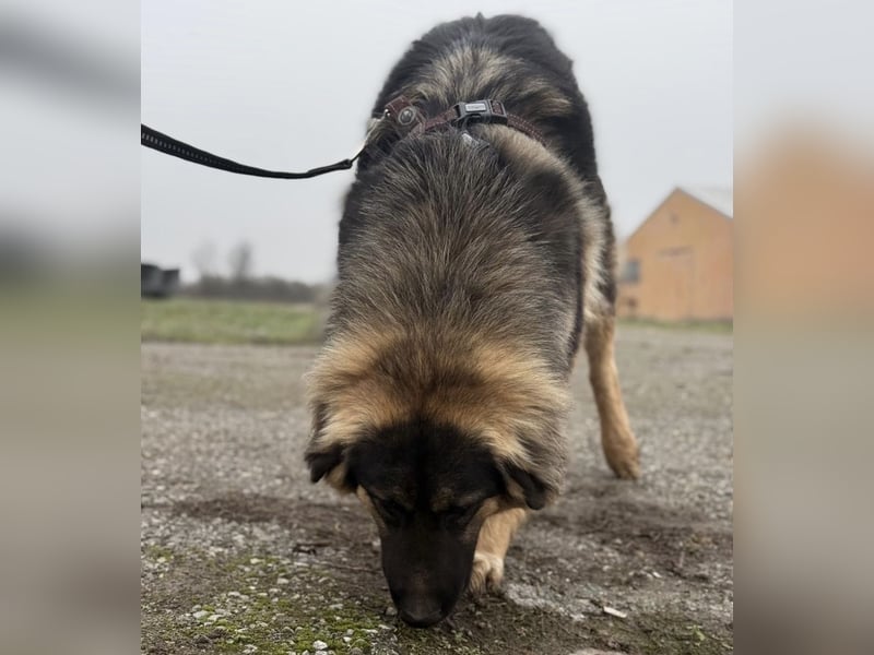 Nemar ein großer wundervoller Rüde