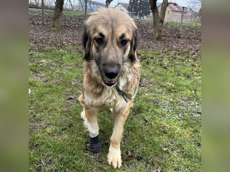 Rosie eine Schönheit